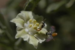 Perdita chamaesarachae