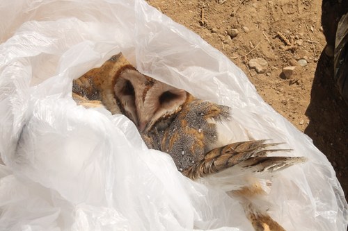 iNaturalist observation photo of American Barn Owl