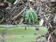 Lophocereus marginatus
