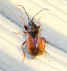 Eremocoris depressus