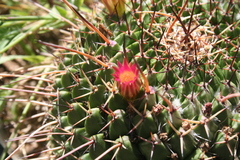 Mammillaria polyedra