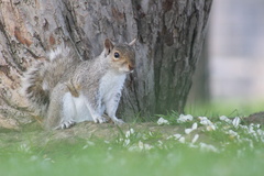 Sciurus carolinensis