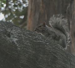 Sciurus carolinensis