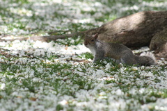 Sciurus carolinensis