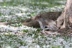 Sciurus carolinensis