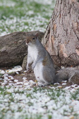 Sciurus carolinensis
