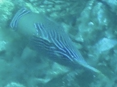 Canthigaster natalensis
