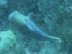 Canthigaster natalensis