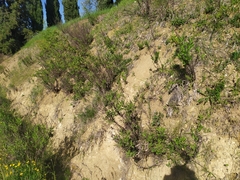 Dittrichia viscosa