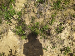 Dittrichia viscosa