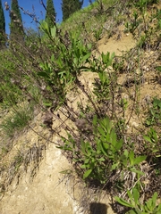 Dittrichia viscosa