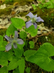 Viola affinis