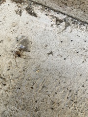 Latrodectus geometricus