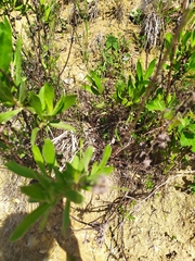 Dittrichia viscosa