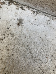 Latrodectus geometricus