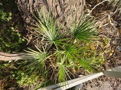 Chamaerops humilis