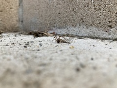Latrodectus geometricus