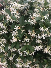 Trachelospermum jasminoides
