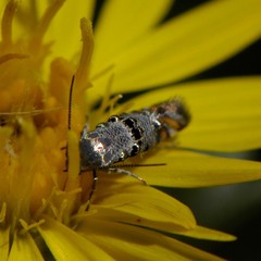 Lithariapteryx abroniaeella