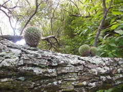 Mammillaria polyedra