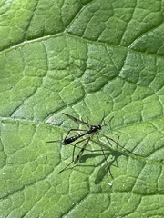 Ptychoptera contaminata