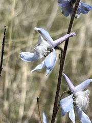 Delphinium carolinianum virescens