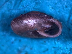 Discostrobilops hubbardi