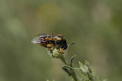 Ripiphorus rex