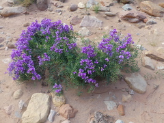 Lathyrus brachycalyx