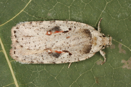 Agonopterix ocellana Fabricius, 1775