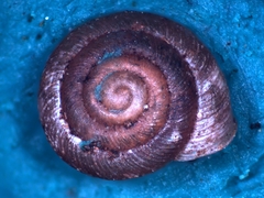 Discostrobilops hubbardi