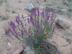 Psorothamnus fremontii