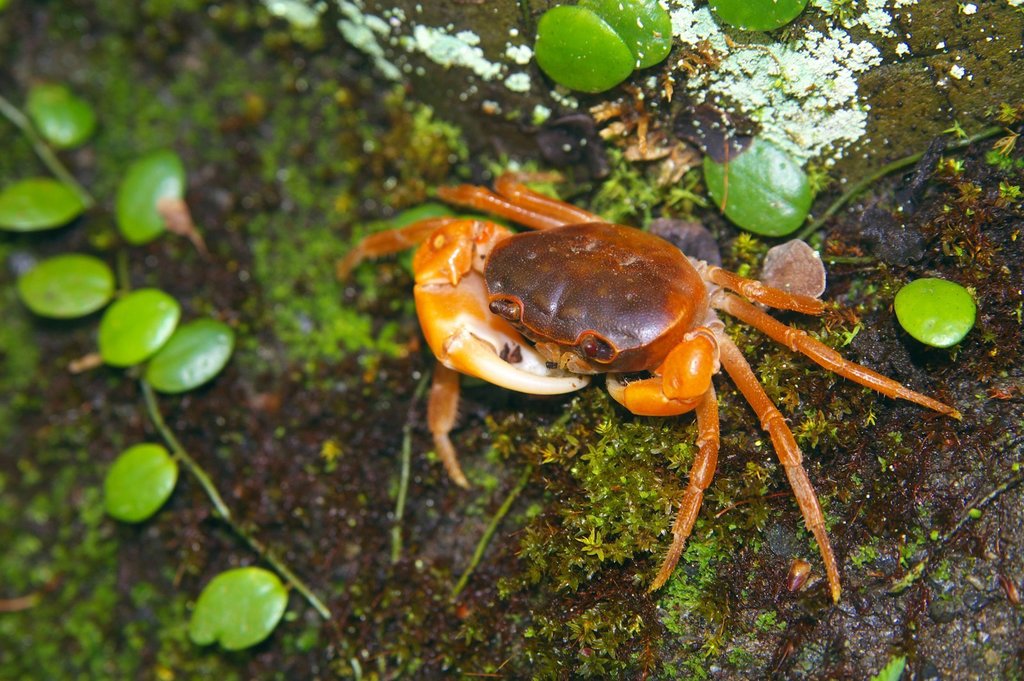 Japanese Freshwater Crab