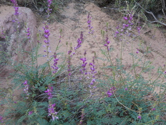 Psorothamnus fremontii