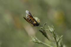 Ripiphorus rex