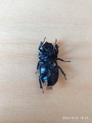 Dorcus parallelipipedus