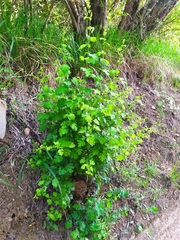 Crataegus