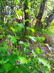 Crataegus