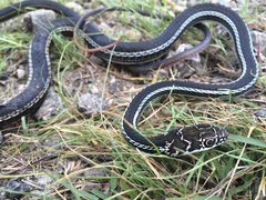 Masticophis taeniatus girardi