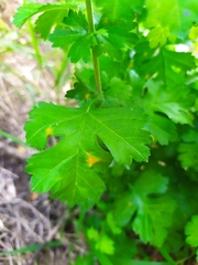 Crataegus