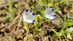 Nemophila maculata
