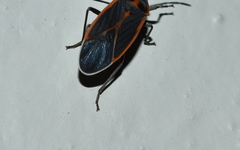 Melacoryphus circumlitus