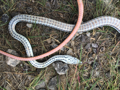 Masticophis taeniatus girardi
