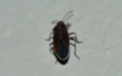 Melacoryphus circumlitus