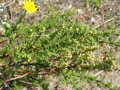 Artemisia campestris maritima