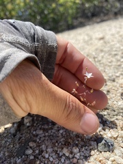 Nemacladus richardsiae