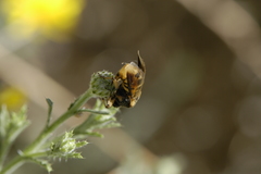 Ripiphorus rex