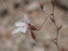 Nemacladus richardsiae