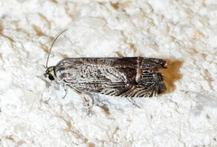 Ofatulena duodecemstriata