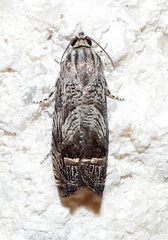Ofatulena duodecemstriata